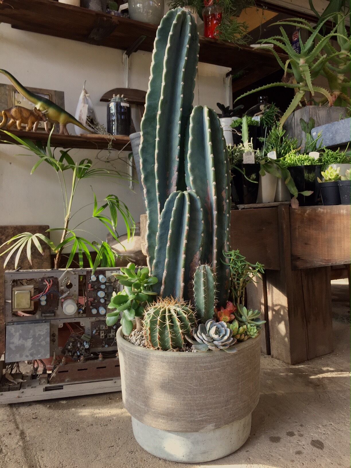 お祝いサボテン多肉植物寄せ植え オーダー制 | Pay ID