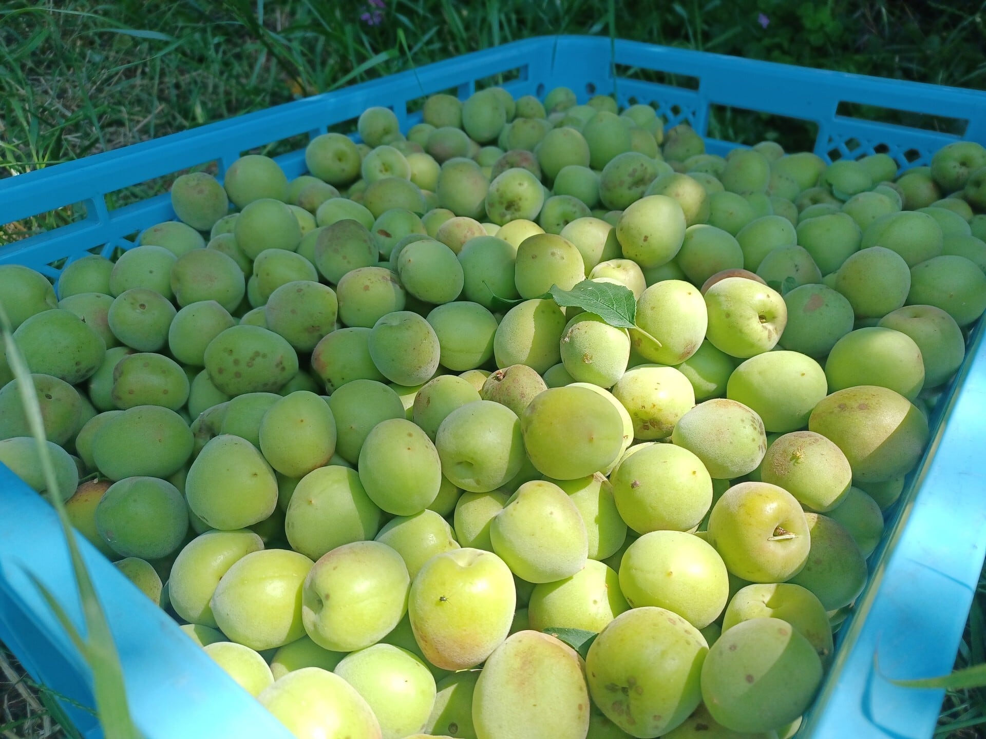 冷凍】南高梅 約2kg サイズ混合 静岡県産 外観不良あり | 陽だまりファーム
