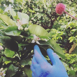 土佐文旦【家庭用】3Lサイズ5㎏（8玉入り）