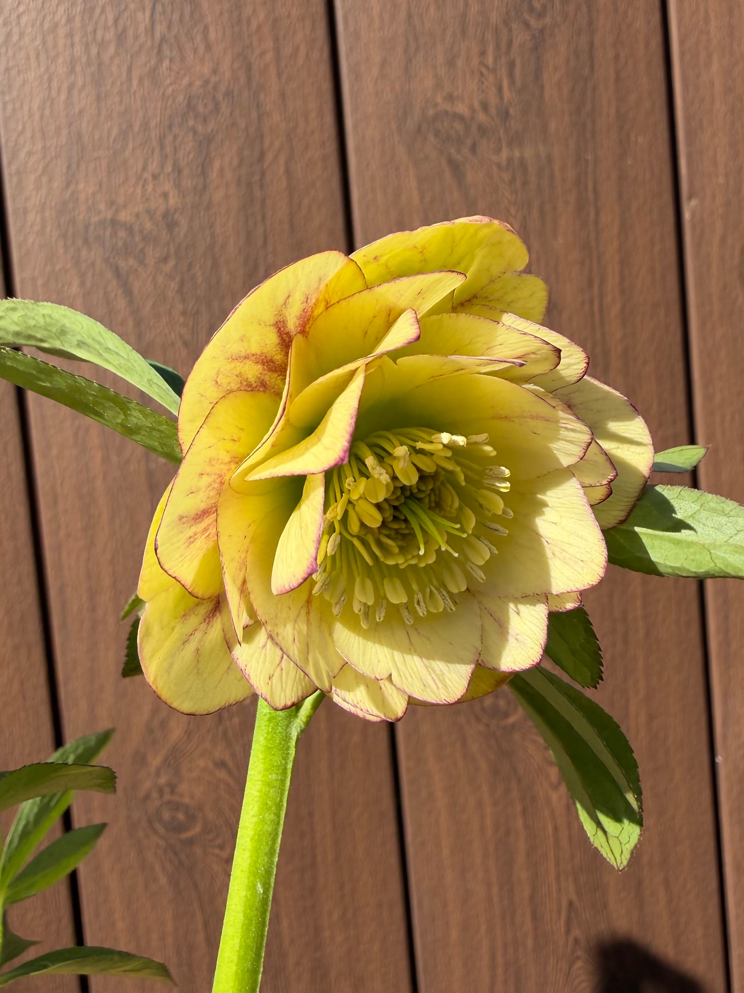 グロッシーカラー☆イエロープリマ系 加藤農園 クリスマスローズ