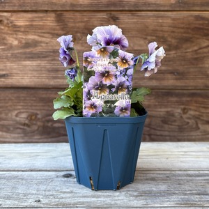 ビオラ ヌーヴェルバーグ アクアレール