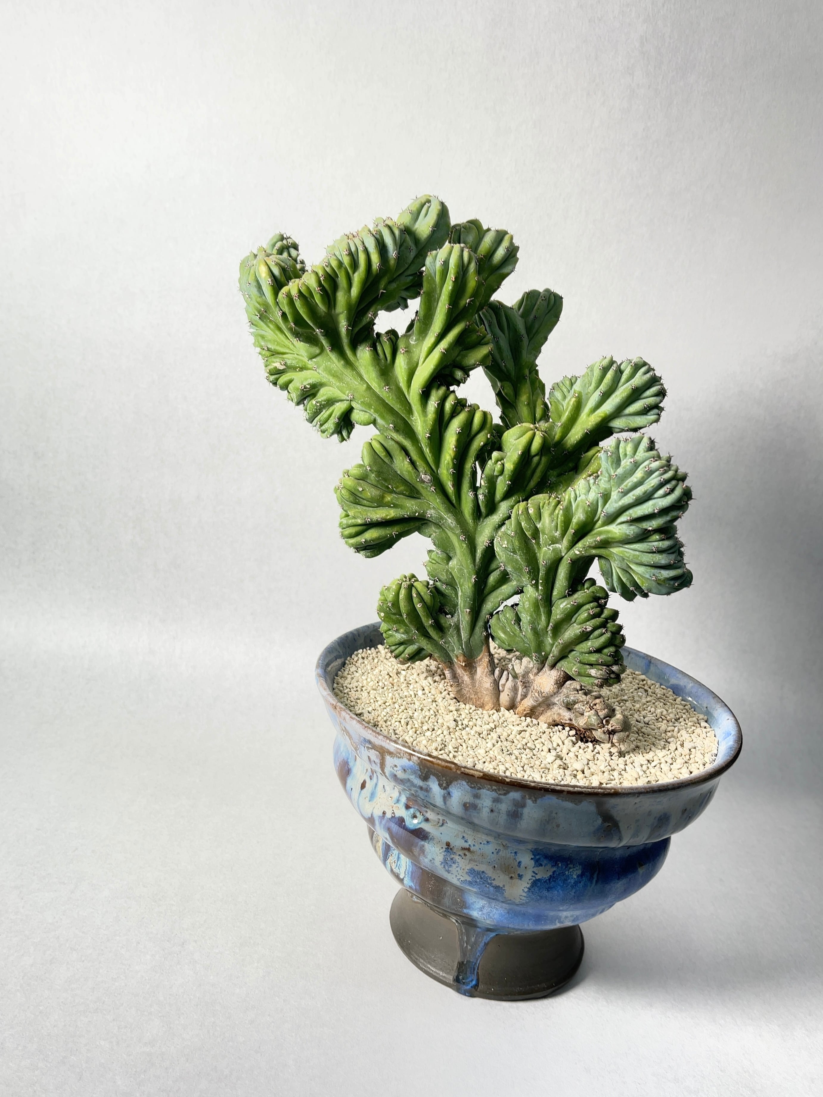 ミルチロカクタス・竜神木綴化 | trigger