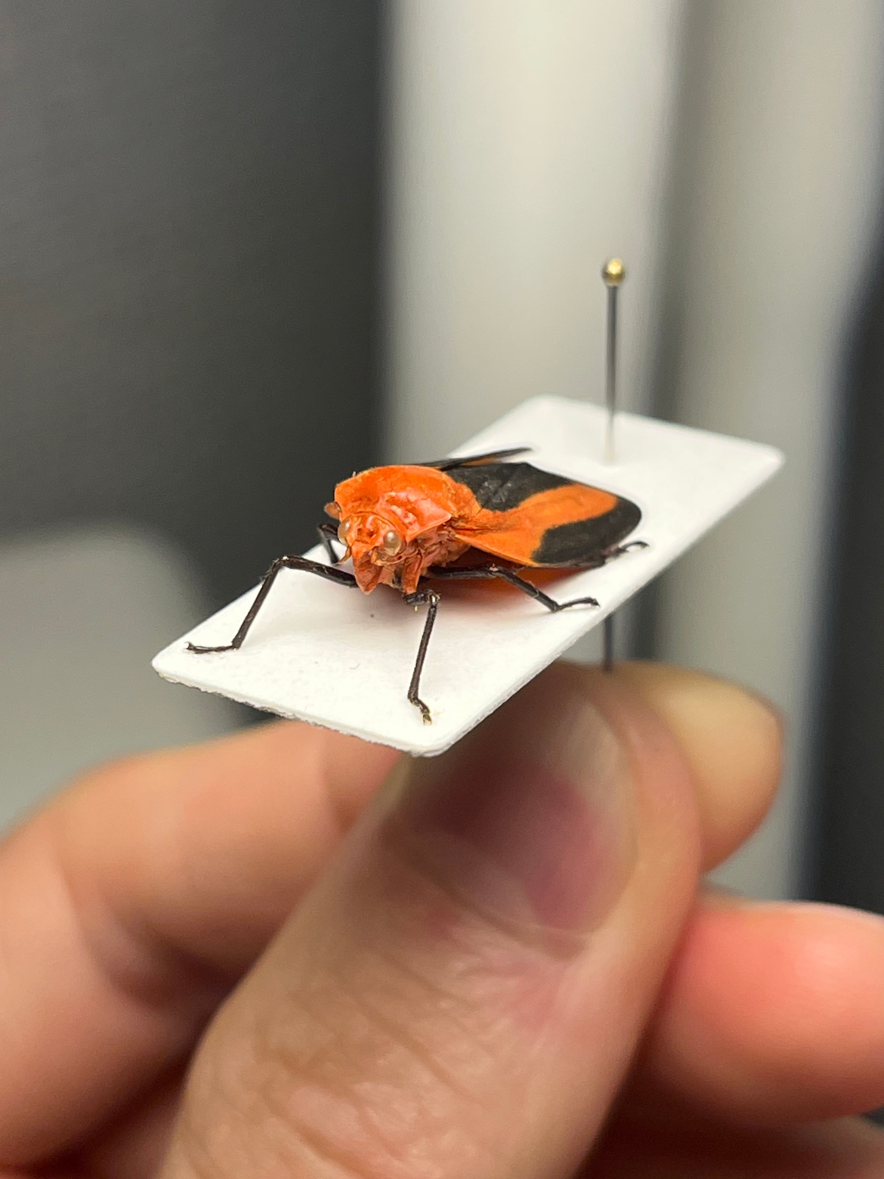ペルーのコガシラアワフキムシの一種 標本 コガシラアワフキ ツノゼミ ペルーのコガシラアワフキムシの一種 標本 コガシラアワフキ ツノゼミ