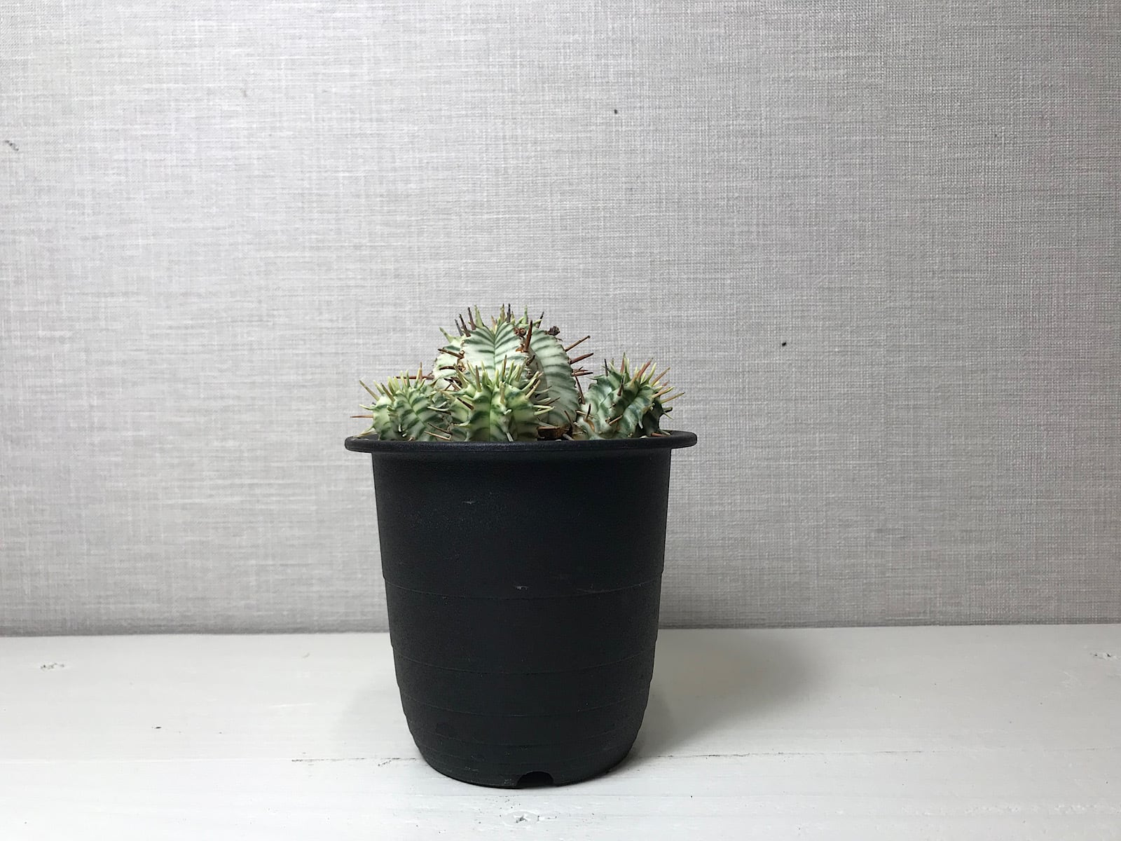 ユーフォルビア メロフォルミス錦