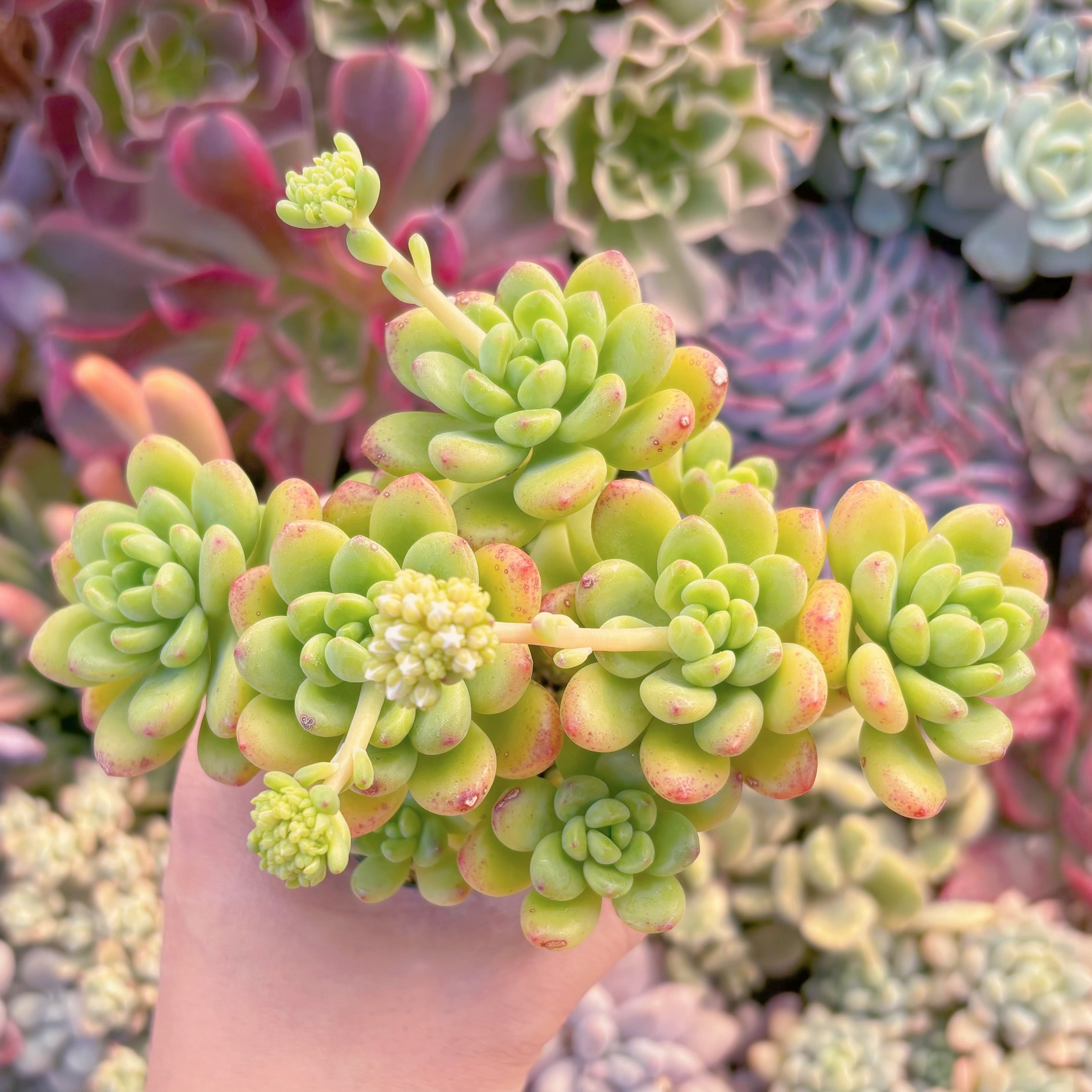 現品　シャングリラ#2218　るる農園