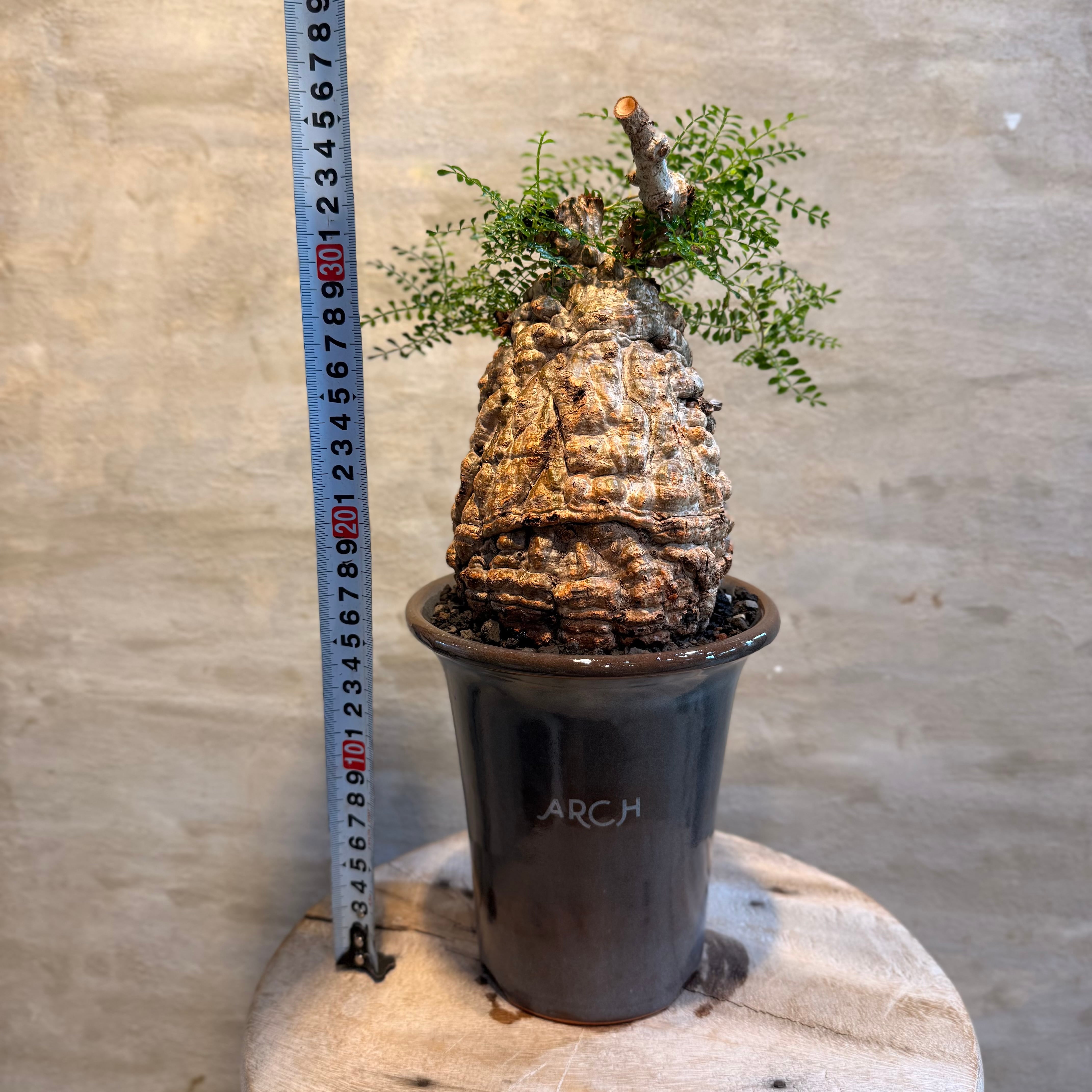 送料無料！【植物】オペルクリカリア パキプス 発根済み現地株×ARCH