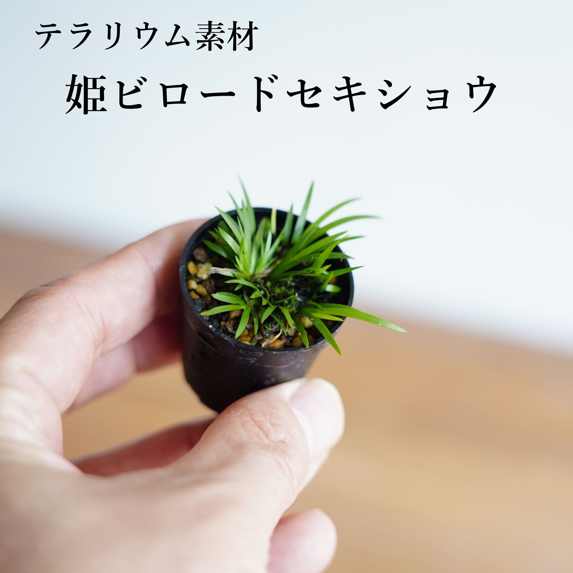 姫ビロードセキショウ 苔テラリウム作製用素材◆水辺の植え付けに