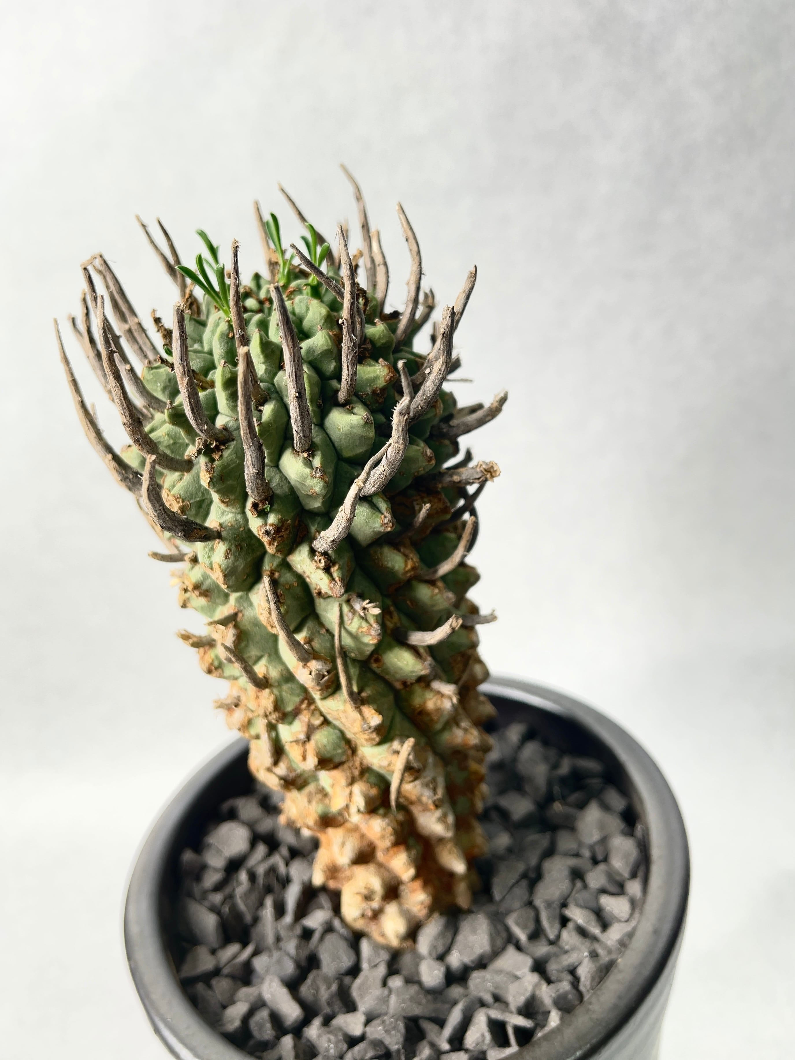 ユーフォルビア・スコエンランディー | trigger