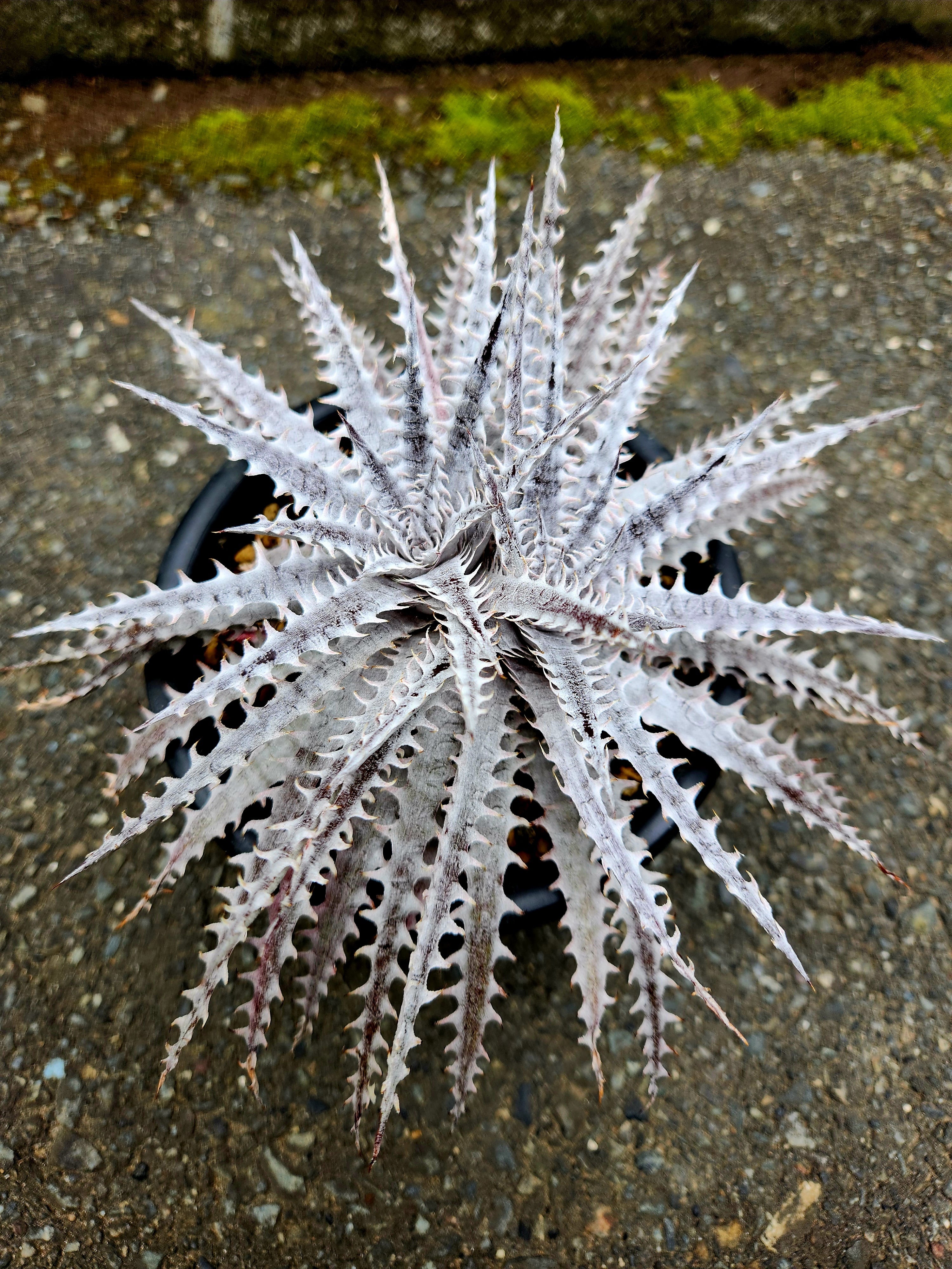 ヘクチア・ラナータ hechtia lanata | フラワーショップあきの