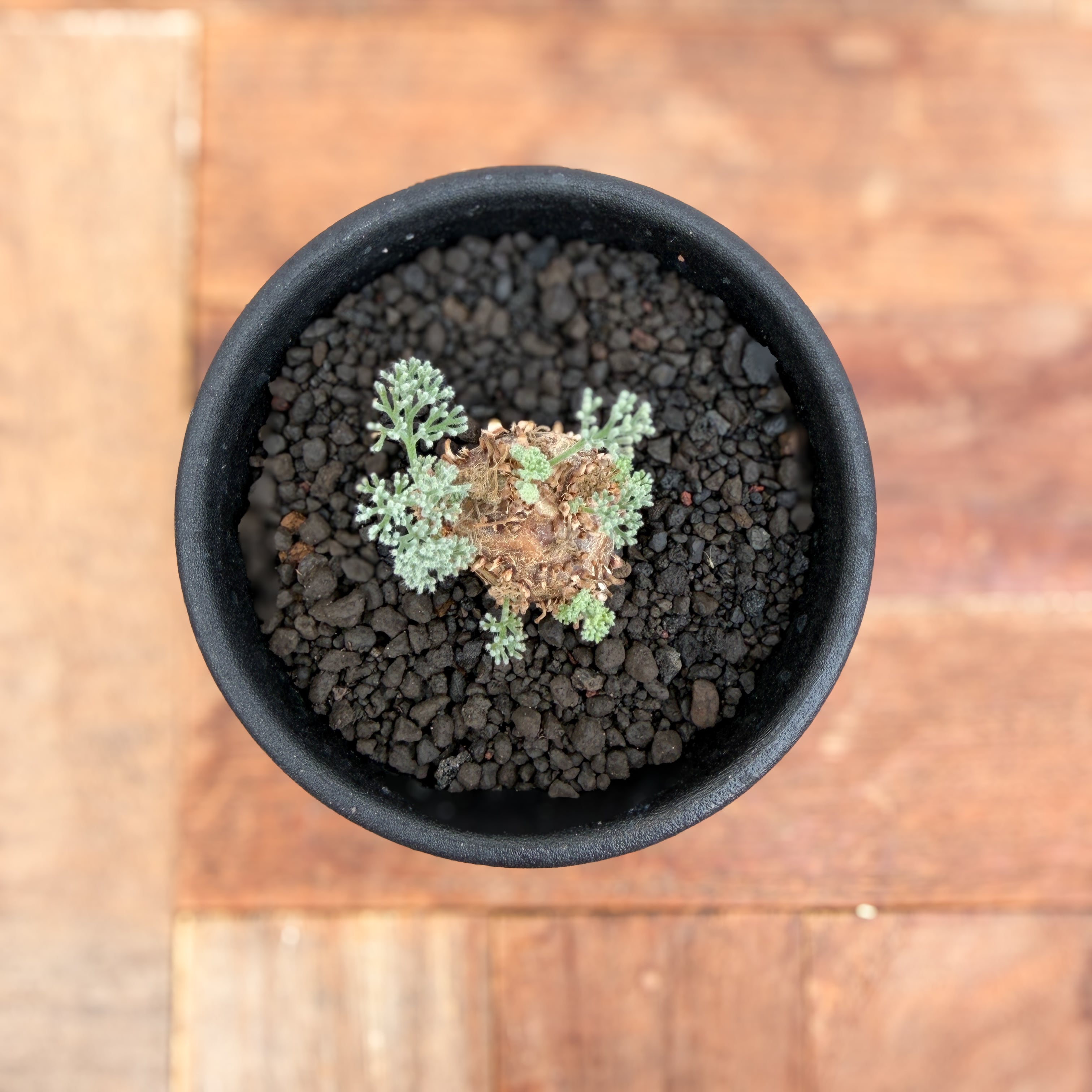 Monsonia peniculina 【モンソニア・ペニクリナム・実生】 | RIMO'S