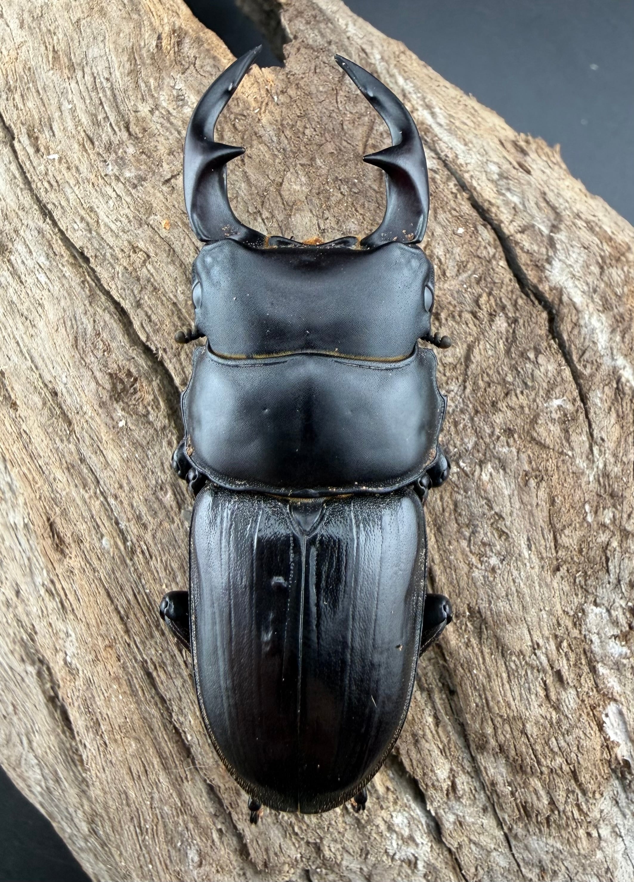 F0】《国産オオクワガタ 新潟県中部産 58.5mm ペア》 | KPW公式