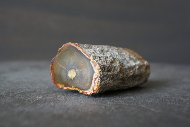 珪化木 ペトリファイドウッド Petrified Wood 1205~1210