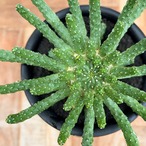 Euphorbia inermis【ユーフォルビア・イネルミス・九頭竜】