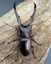 《メタリフェルホソアカ亜種フィナエ パープル系 63.5mm ペア》