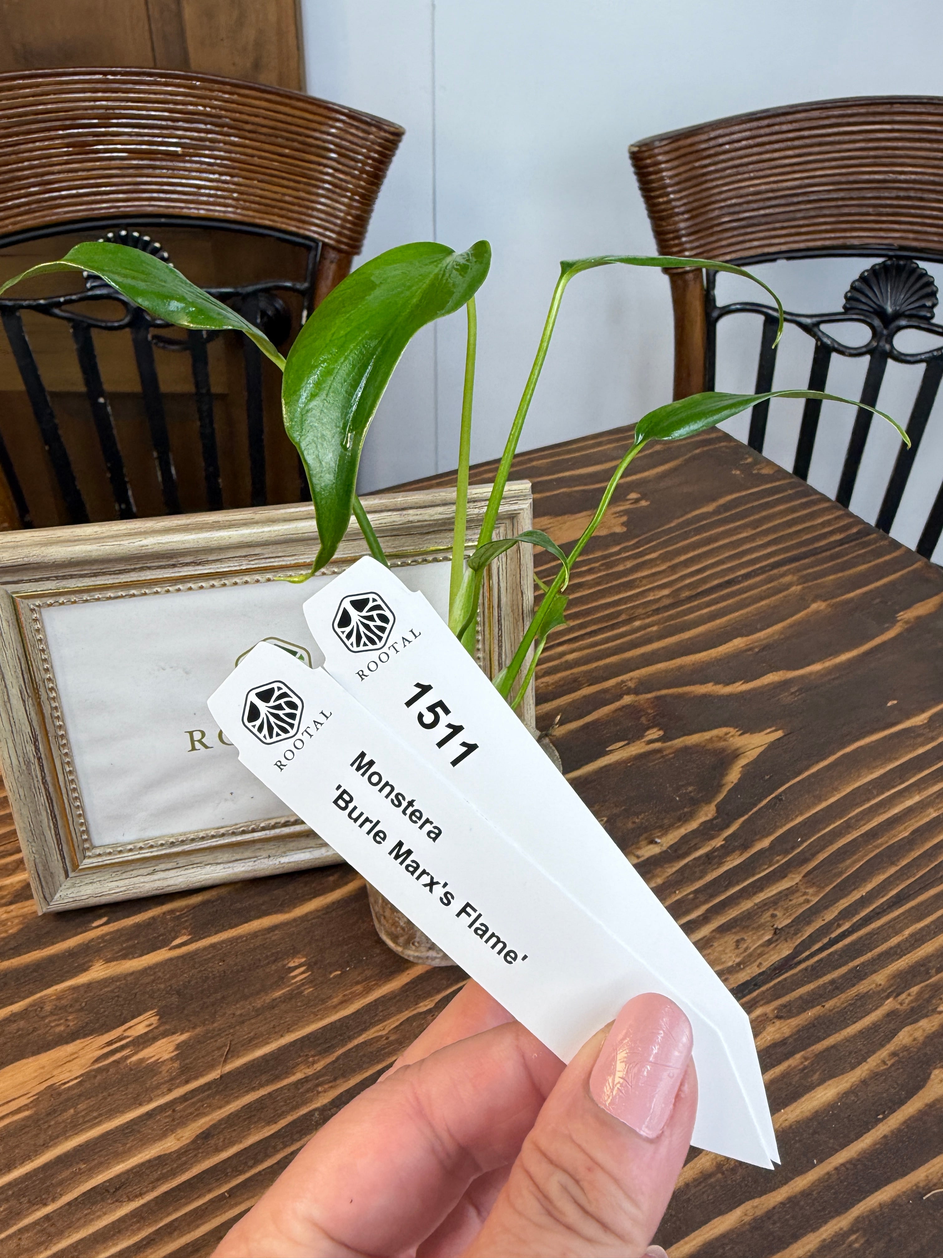 ★1511モンステラ バールマルクスフレーム若苗(口径5㎝ポット)