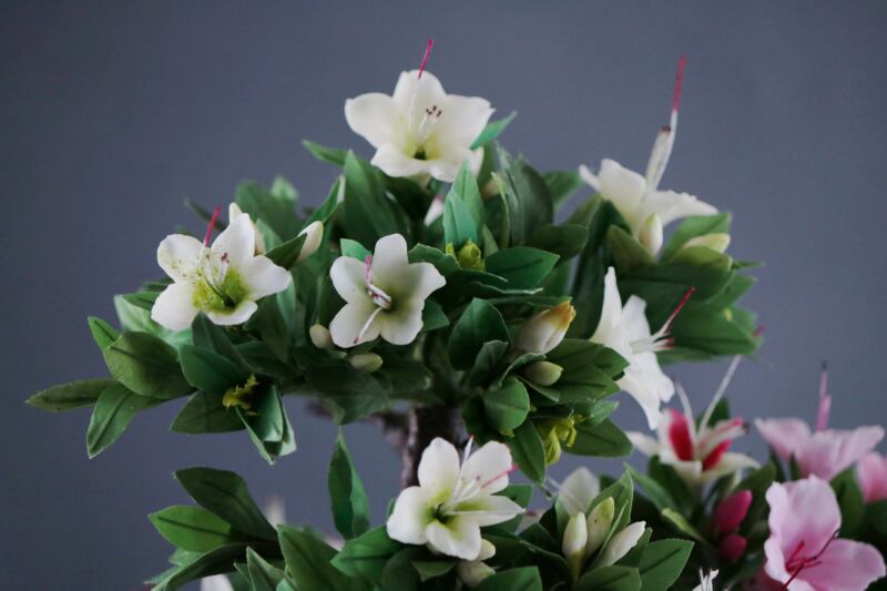 盆栽 サツキ Satsuki Bonsai #102 | Oh! BONSAI