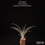 【送料無料】hildae (White Form) 〔エアプランツ〕現品発送T4382