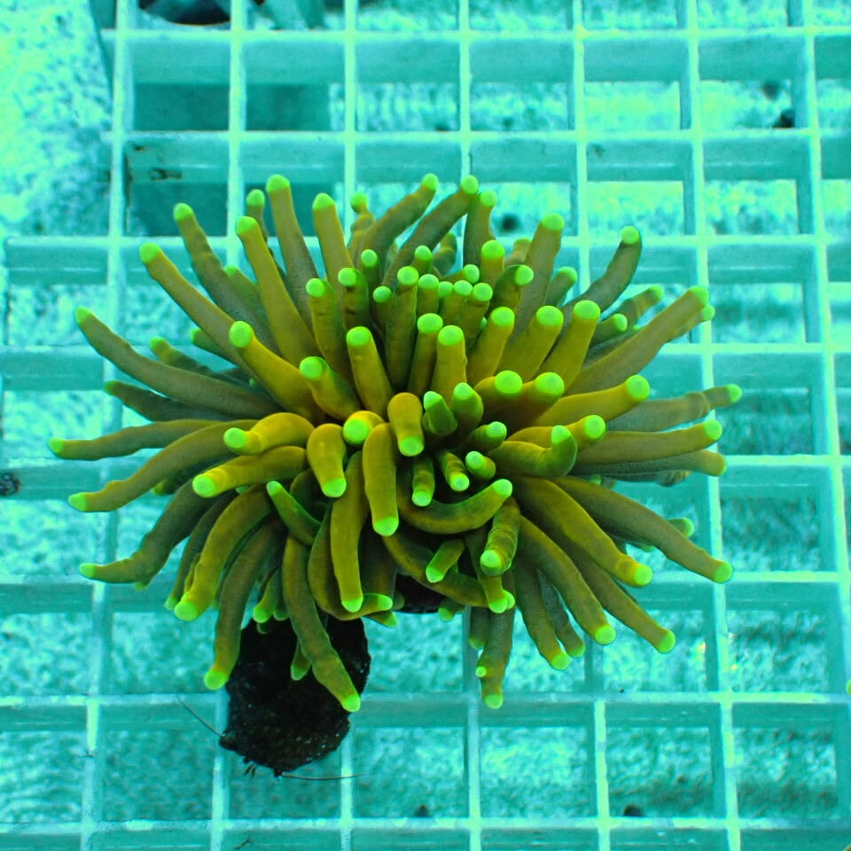 ハナサンゴ / Torch | HOUSE REEF(ハウスリーフ)サンゴ・海水魚・海藻