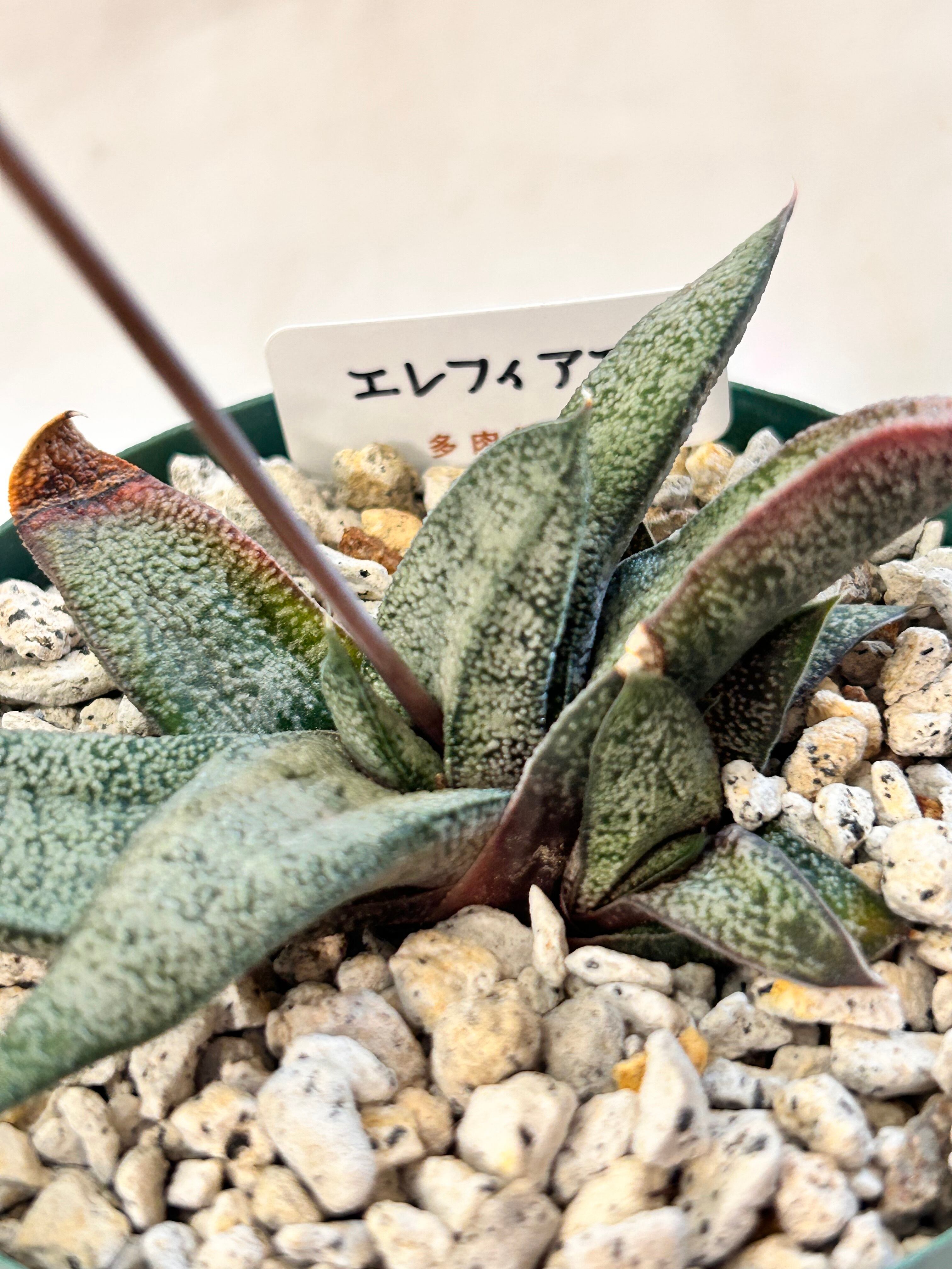 多肉植物 | GREEN JAM foliageplant