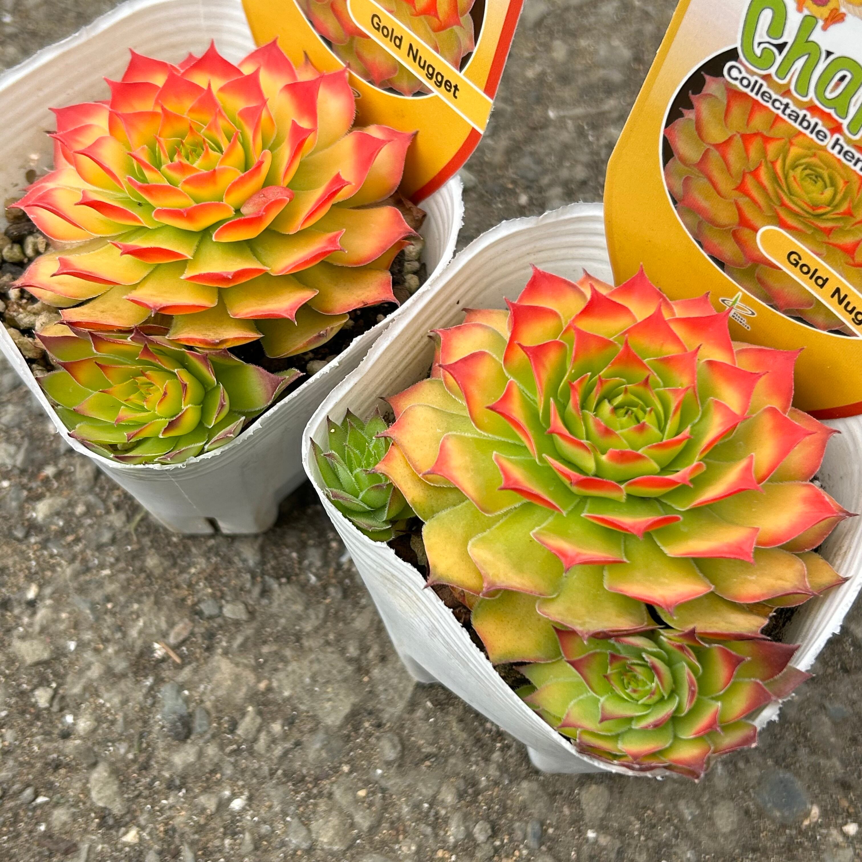 ゴールドナゲット カット苗 【公式通販】