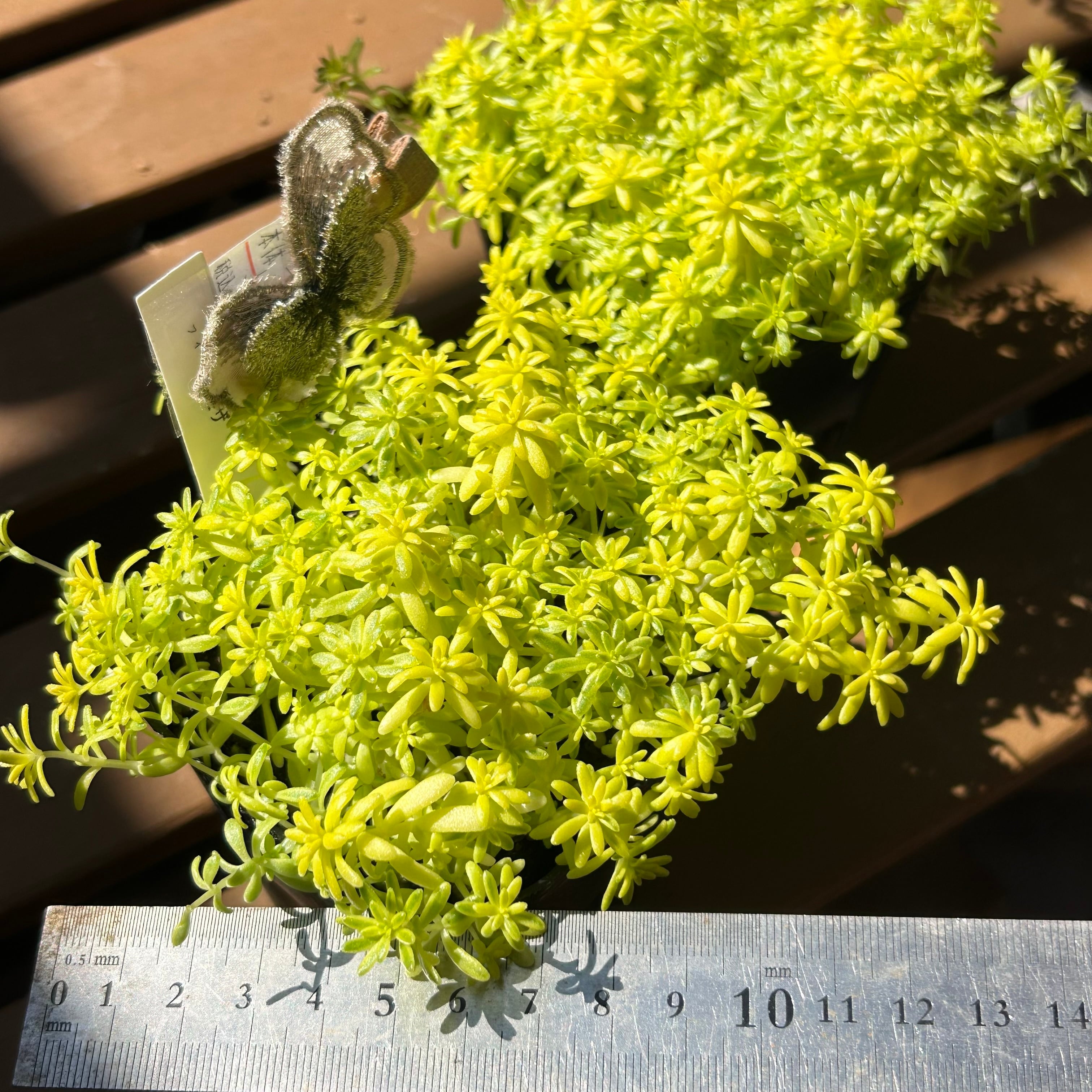 斑入りミモザ | RuPo 多肉植物専門店