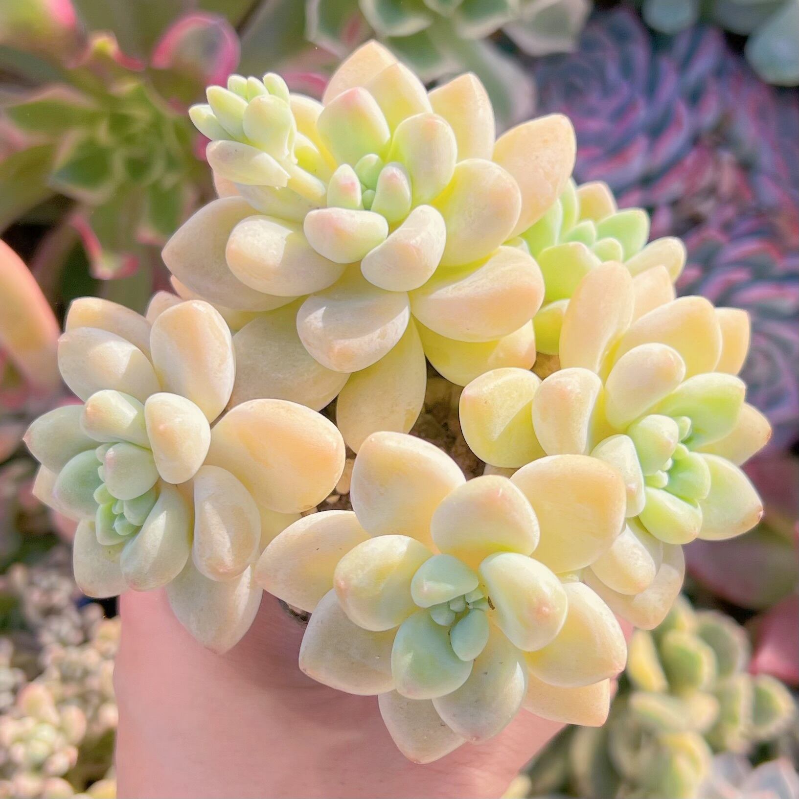 現品　ホワイトケーキ#614　るる農園