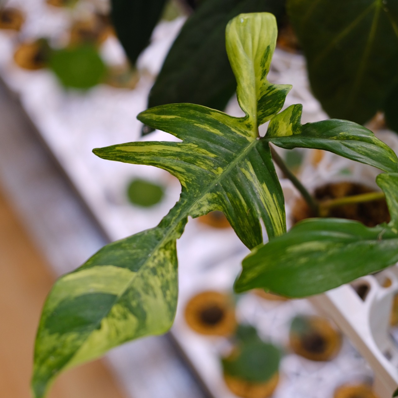 フィロデンドロン フロリダビューティー / P. Florida beauty⑨ / 観葉植物<育て方・花言葉>