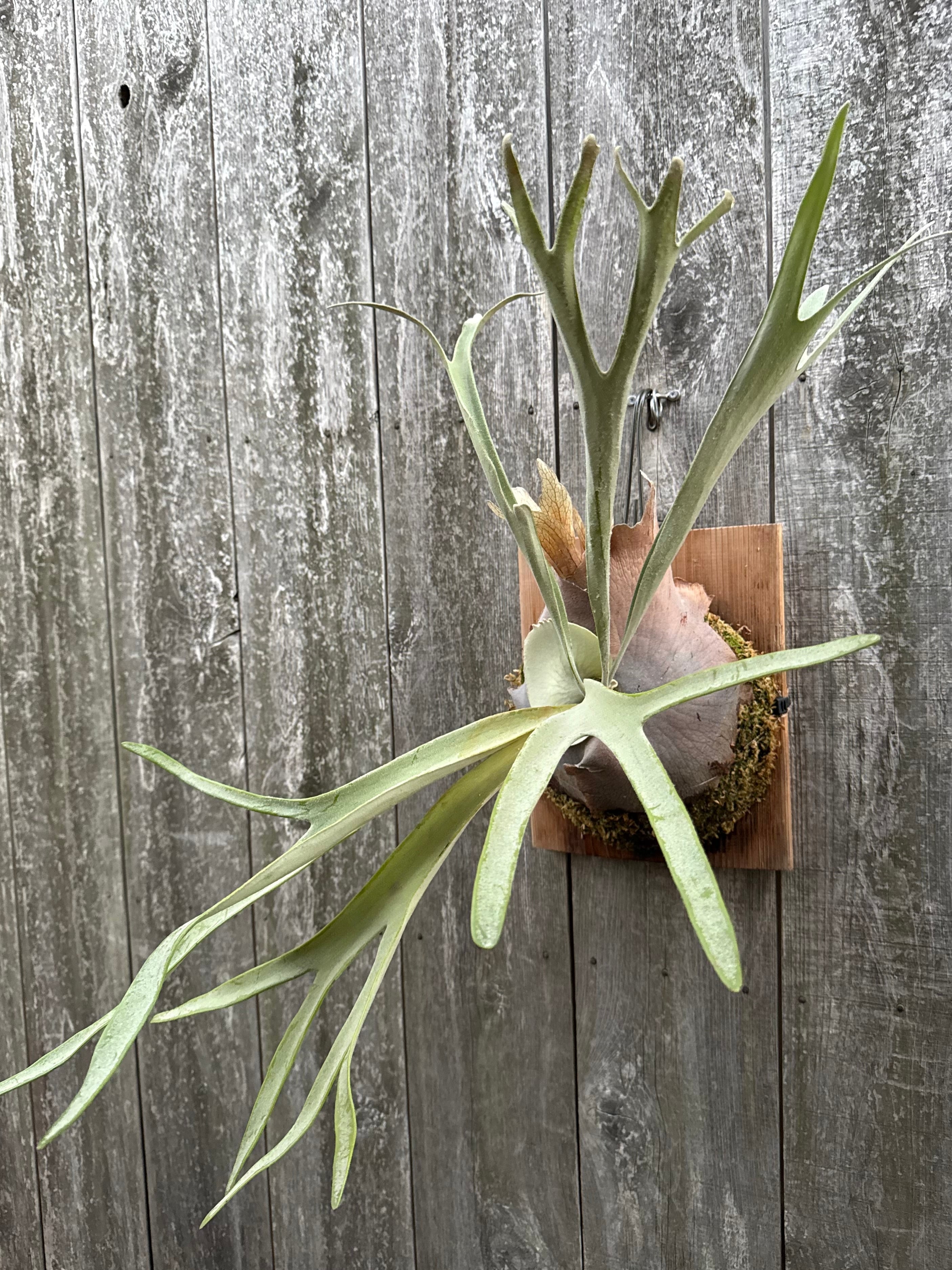 P. veitchii cv. Pang Sida (pup) | naturefix