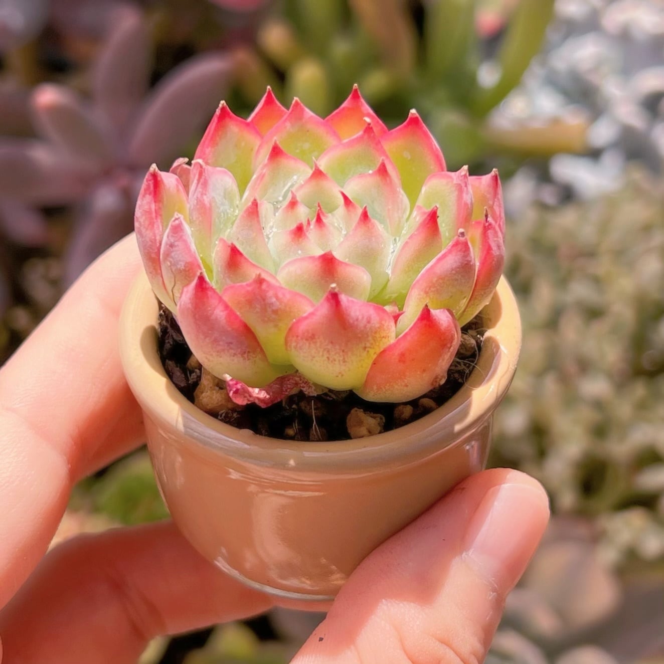 多肉植物 ピンククリスタル(小) 新入荷 るる農園 | るる農園~多肉植物専門