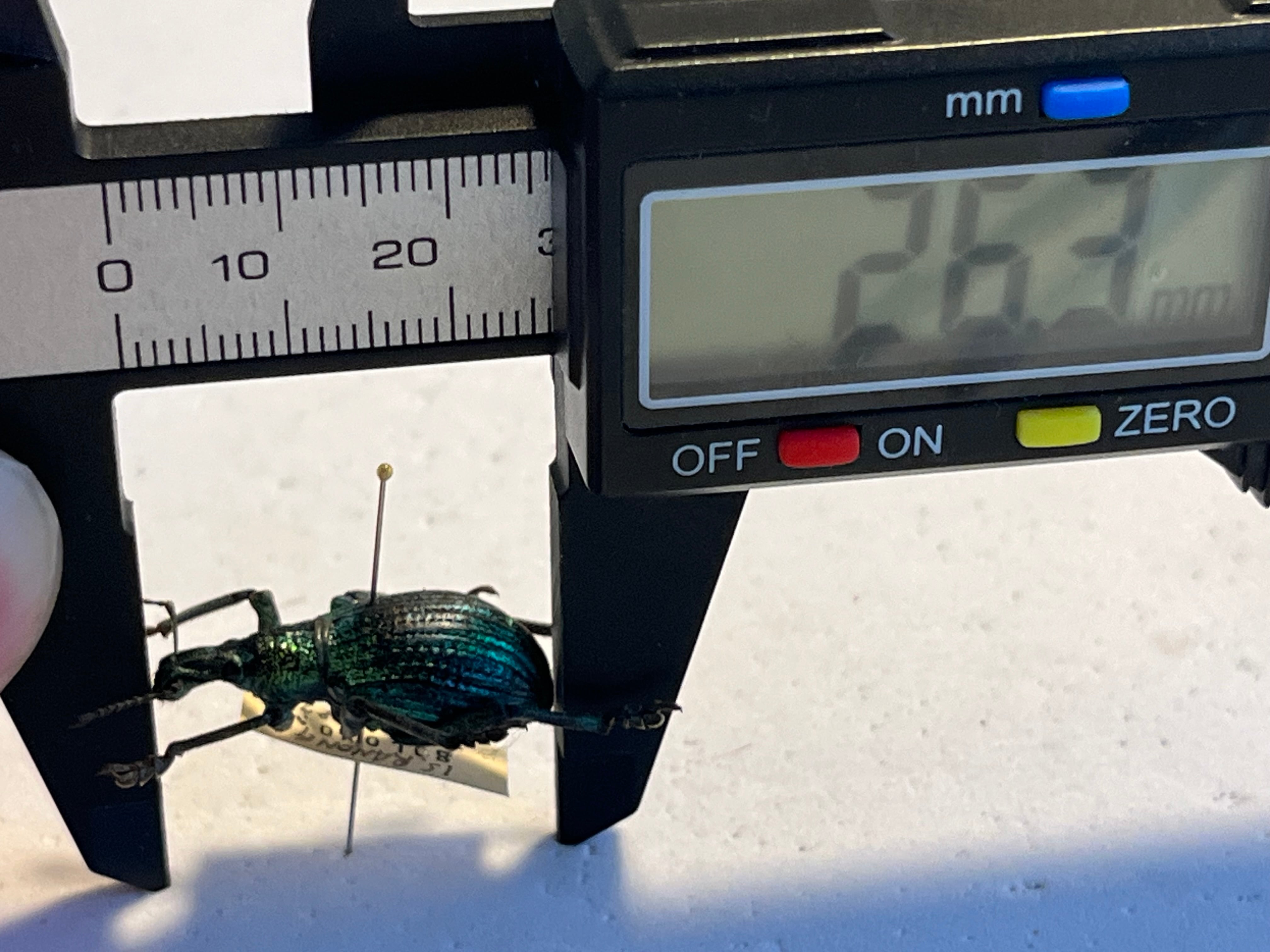 26mm】ソロモン諸島のラメ感のあるホウセキゾウムシ 標本カミキリ昆虫