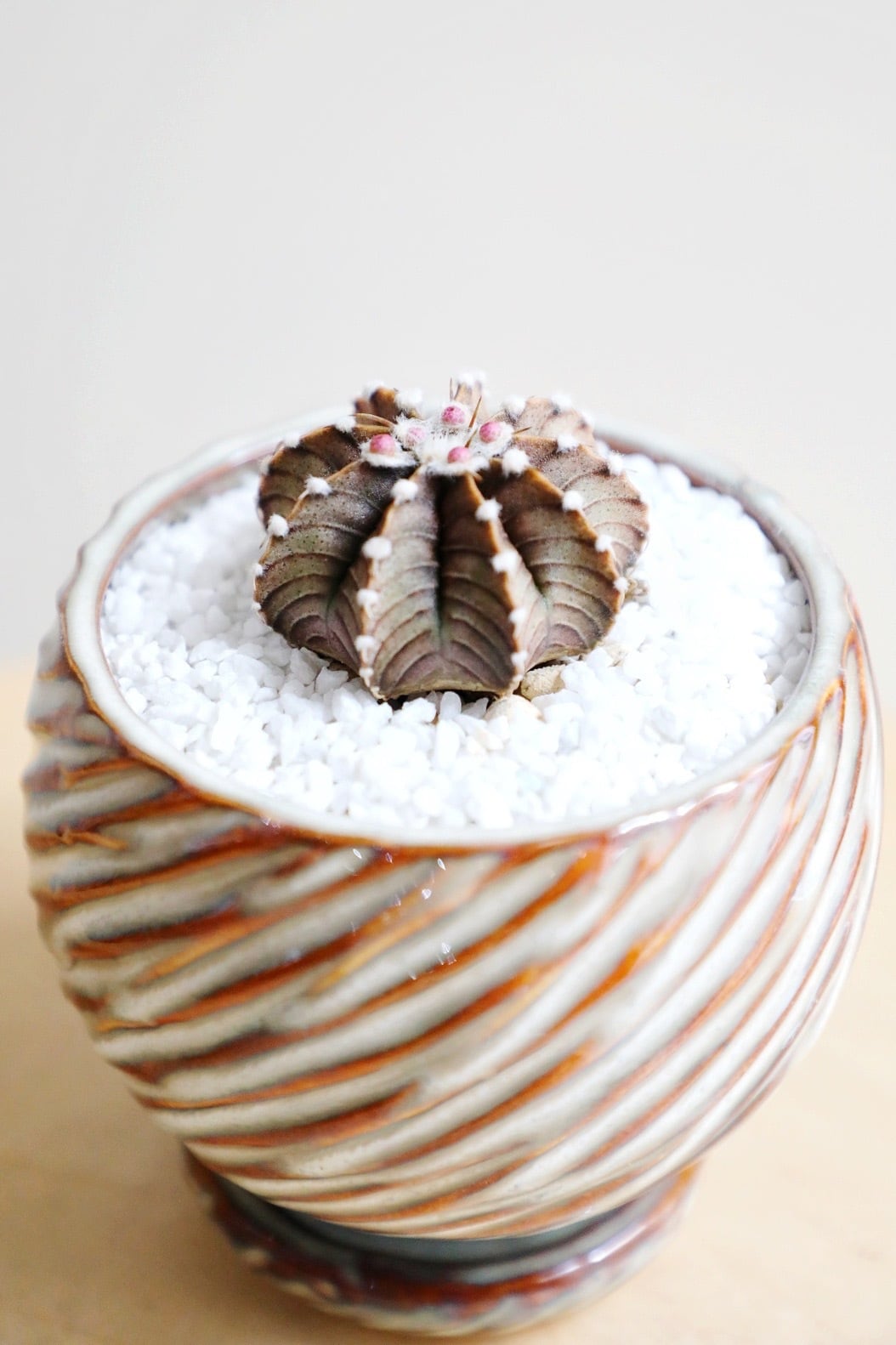 希少】【S】ギムノカリキウム ミハノビッチ VOS1241/Gymnocalycium