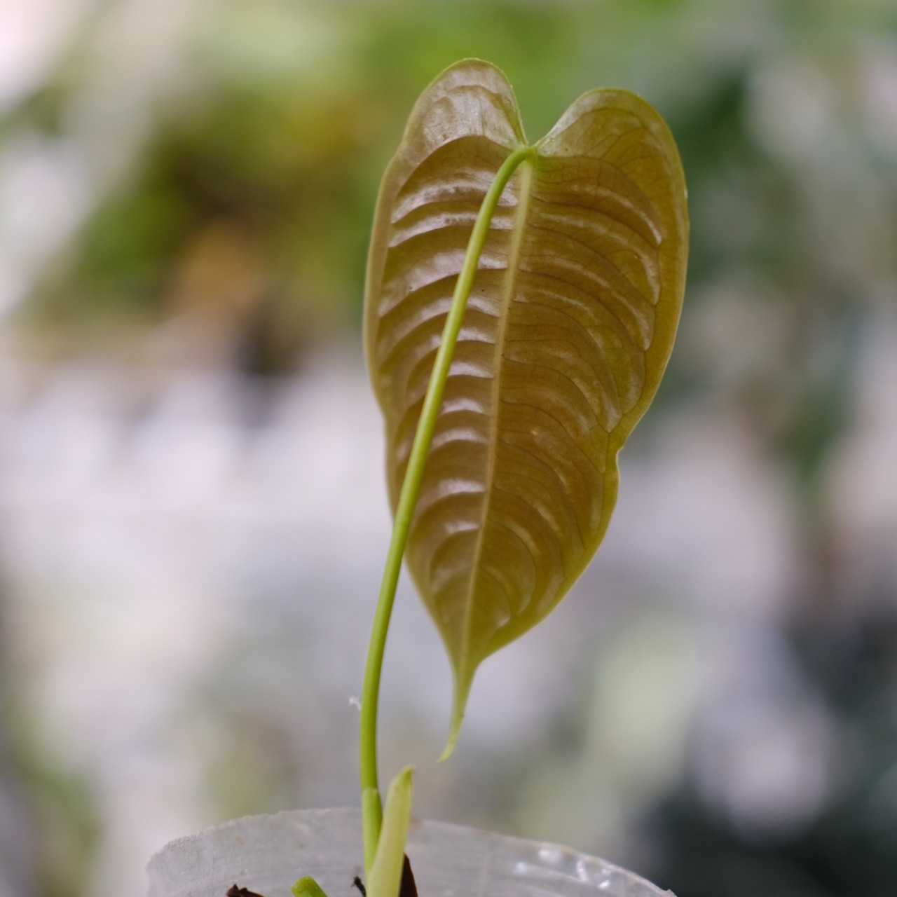 アンスリウム・ベイチー / Anthurium Veitchii / 観葉植物⑦