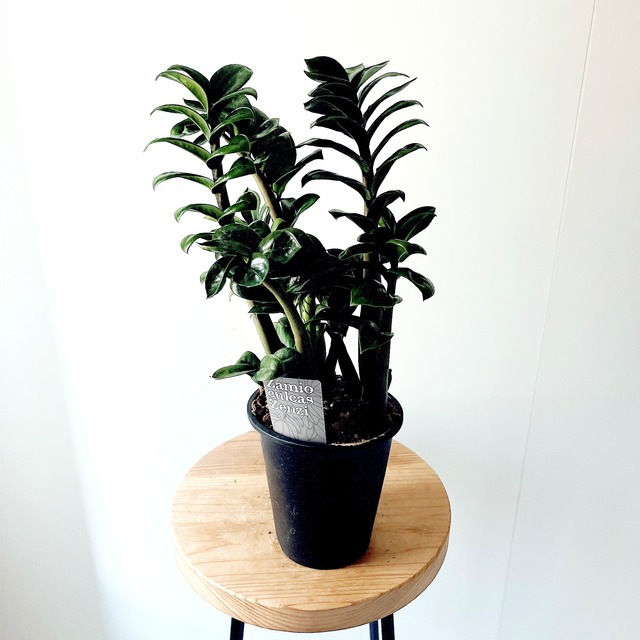 紅葉するホヤ Hoya オブスクラ ボリューム株 ロング丈4号鉢 観葉植物  calm cafe