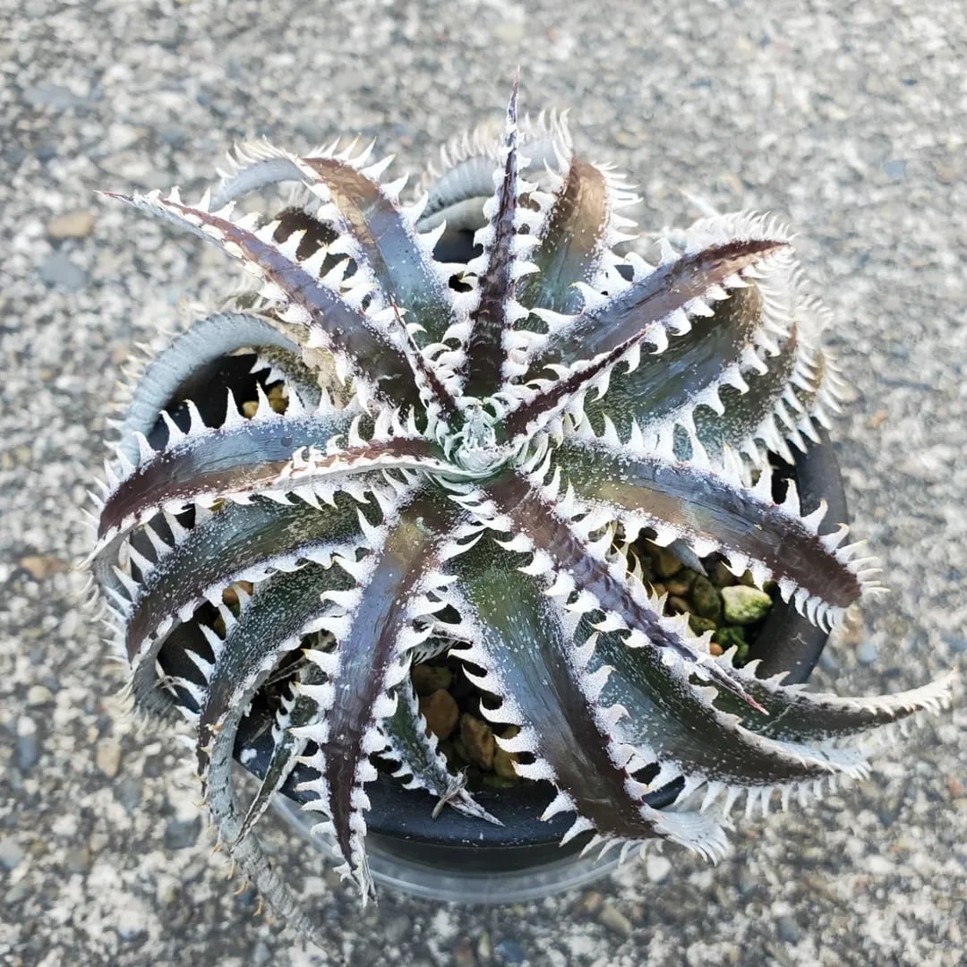 レアプランツ通販サイトPlants Maniax（プランツ・マニアックス）