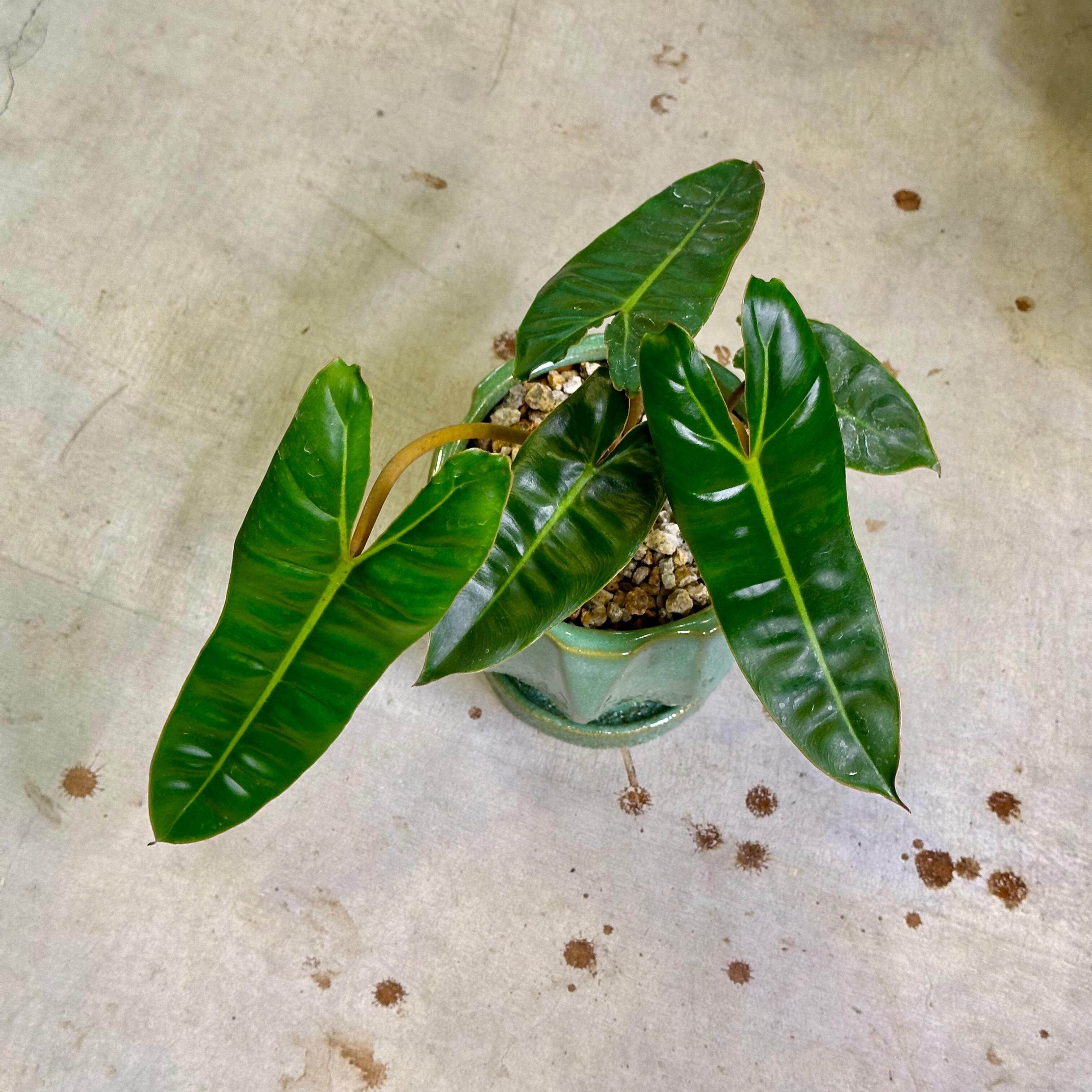 フィロデンドロン・ビレッティア | barrelplants_BONSAI