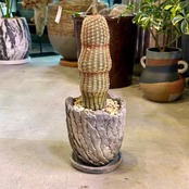 エキノセレウスサボテン　紫太陽