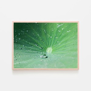 蓮の葉の上の雫 / アートポスター 写真 植物 カラー 白黒 グリーン インテリア 2L〜 水滴 ハス