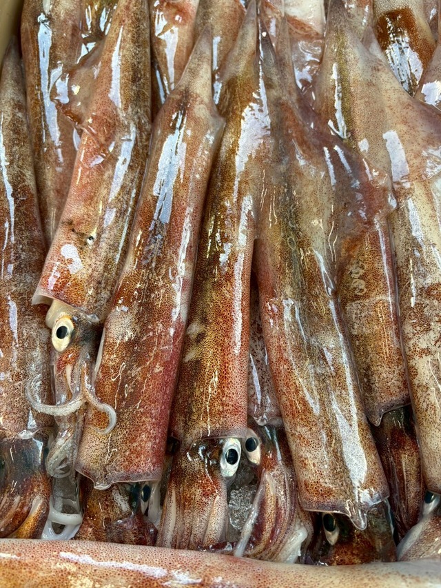 【一律本日（3月17日）出荷！】肉厚で甘みしっかり✨ヤリイカ（大サイズ）2本単位