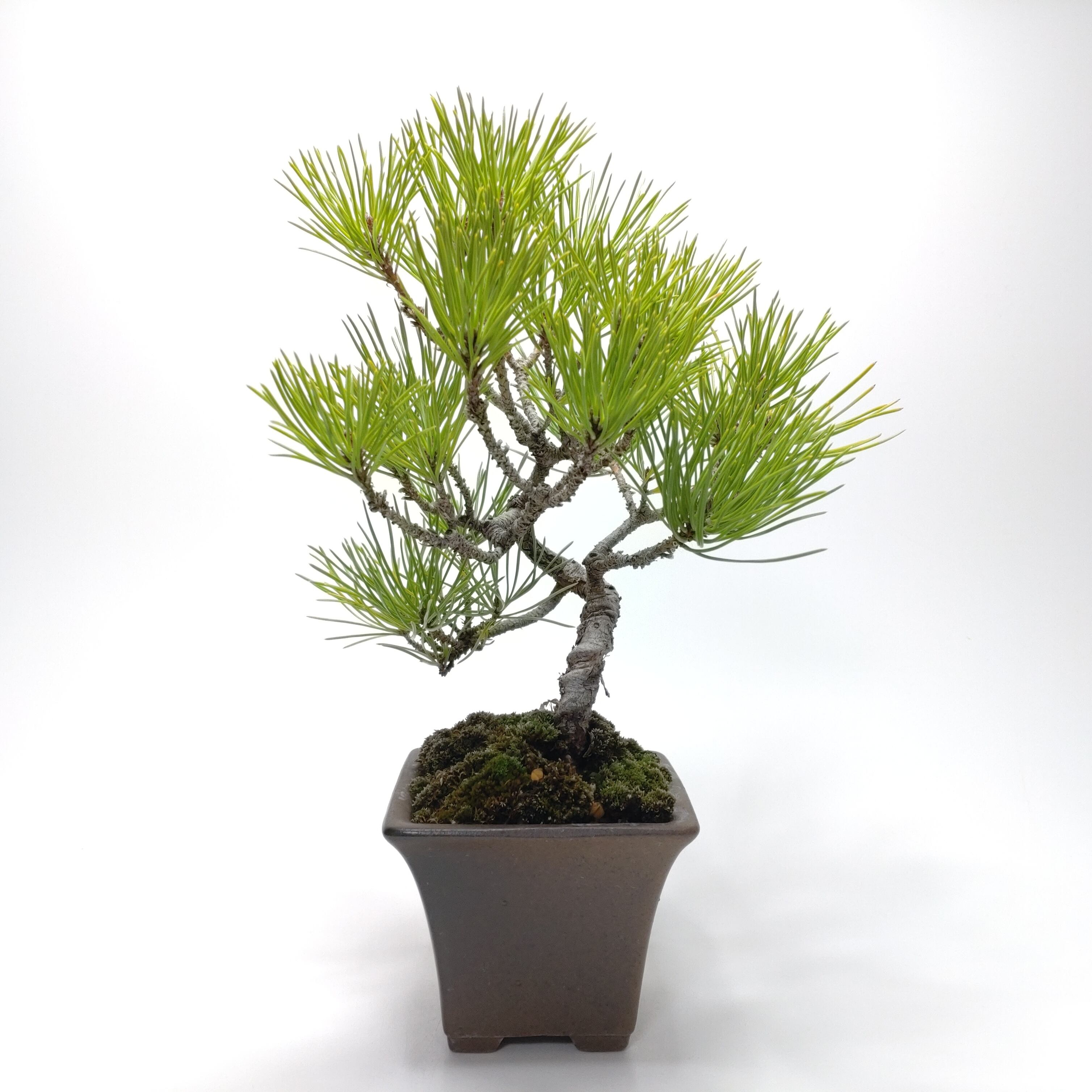 馬酔木（アセビ）盆栽 SS001 | 盆栽創【Bonsaisou】