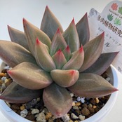 【現物商品】ソウル 2.5号サイズ