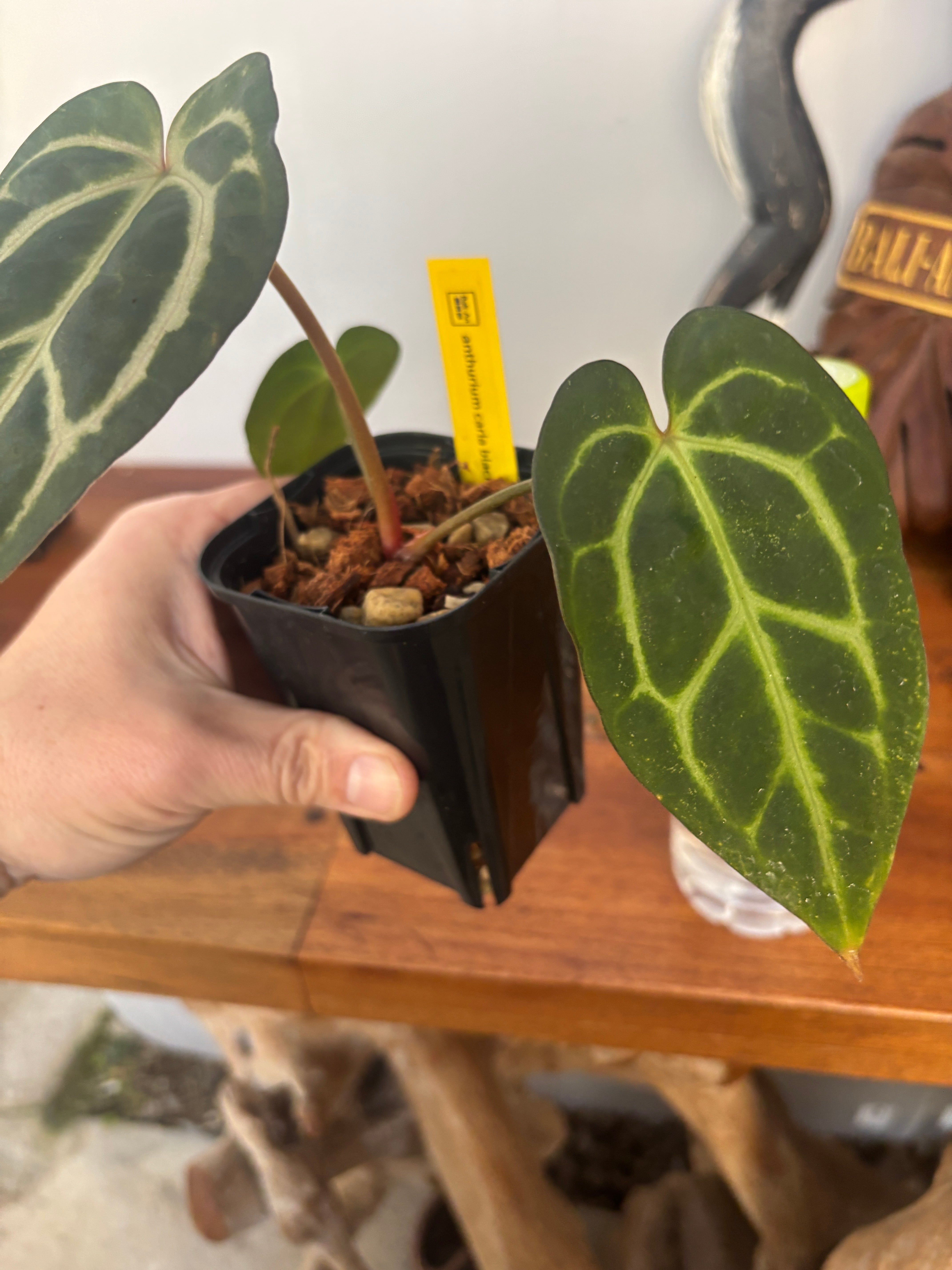 アンスリウム カーラブラッキアエ | BA PLants