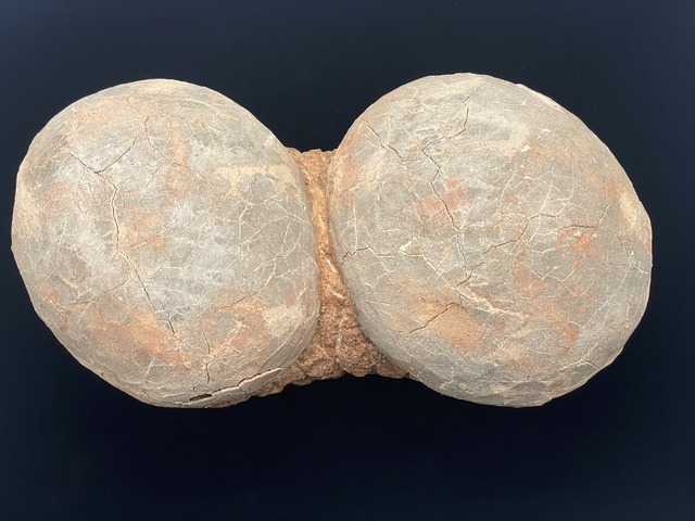 恐竜の卵の化石（レプリカ）