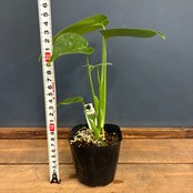 【クリアランスセール対象商品】【JN】モンステラ　デリシオーサ　コンパクタ【901】
