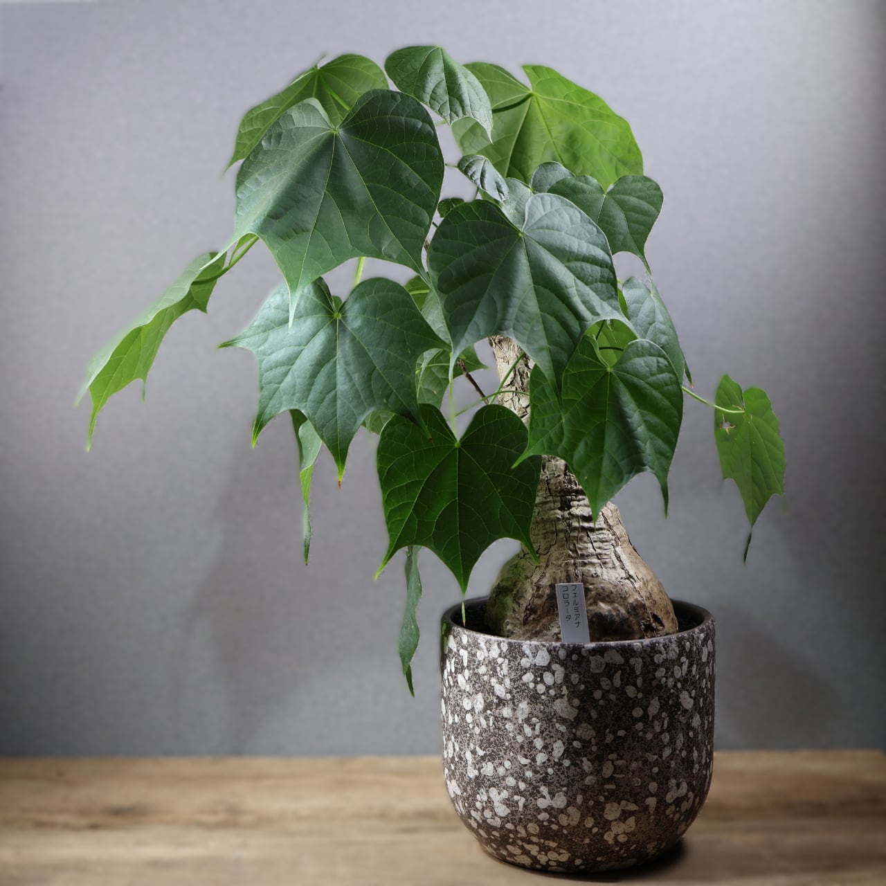 ALL ITEM | MARX PLANTS | 観葉植物・多肉植物・塊根植物