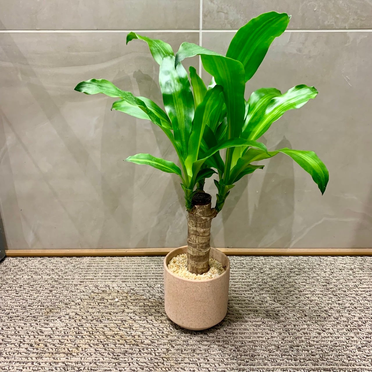 その他観葉植物 kona チャーム （観葉植物）ドラセナ サンデリアーナ ホワイト 2号