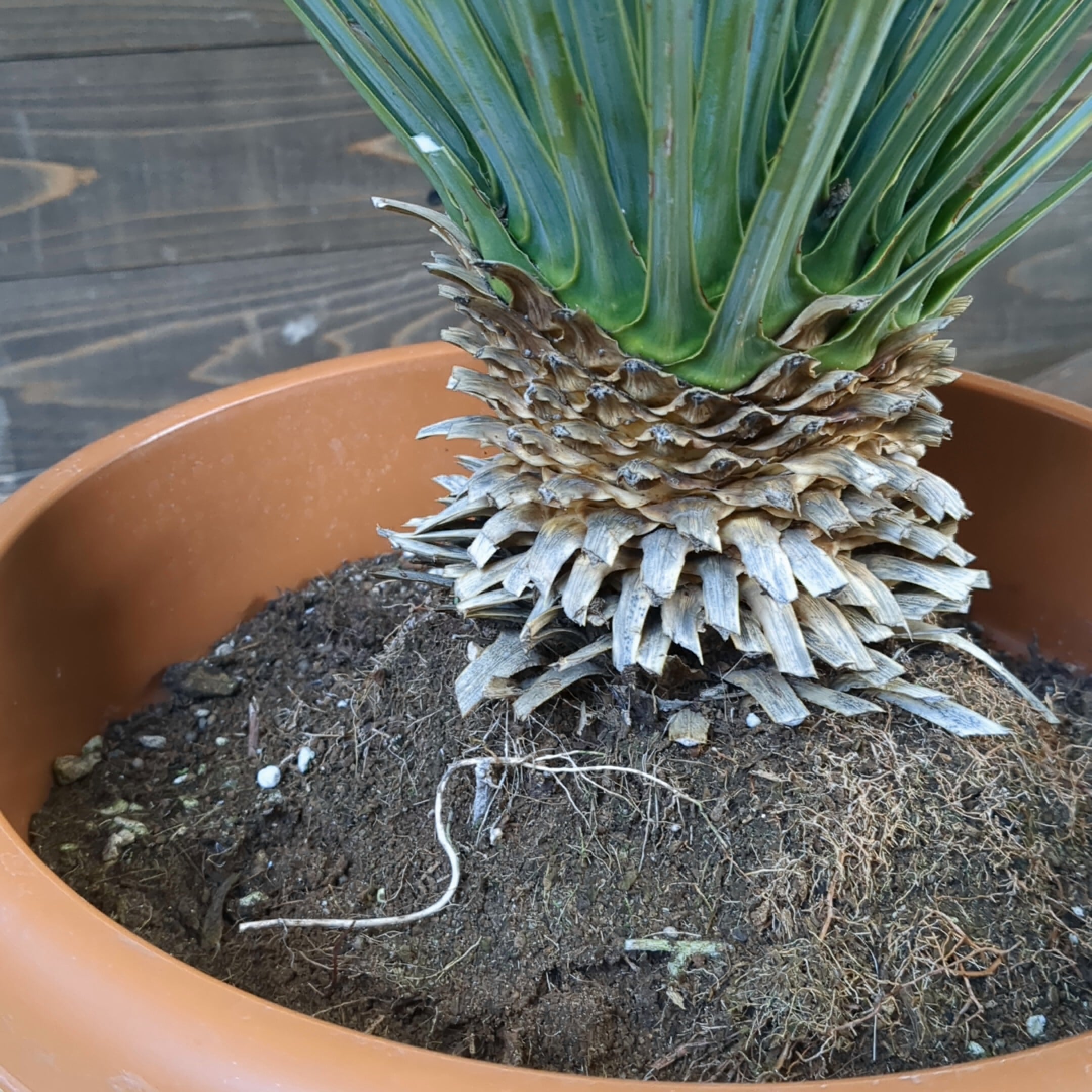 早いもの勝ち　ユッカ　ロストラータ　2 早いもの勝ち ユッカ ロストラータ 2