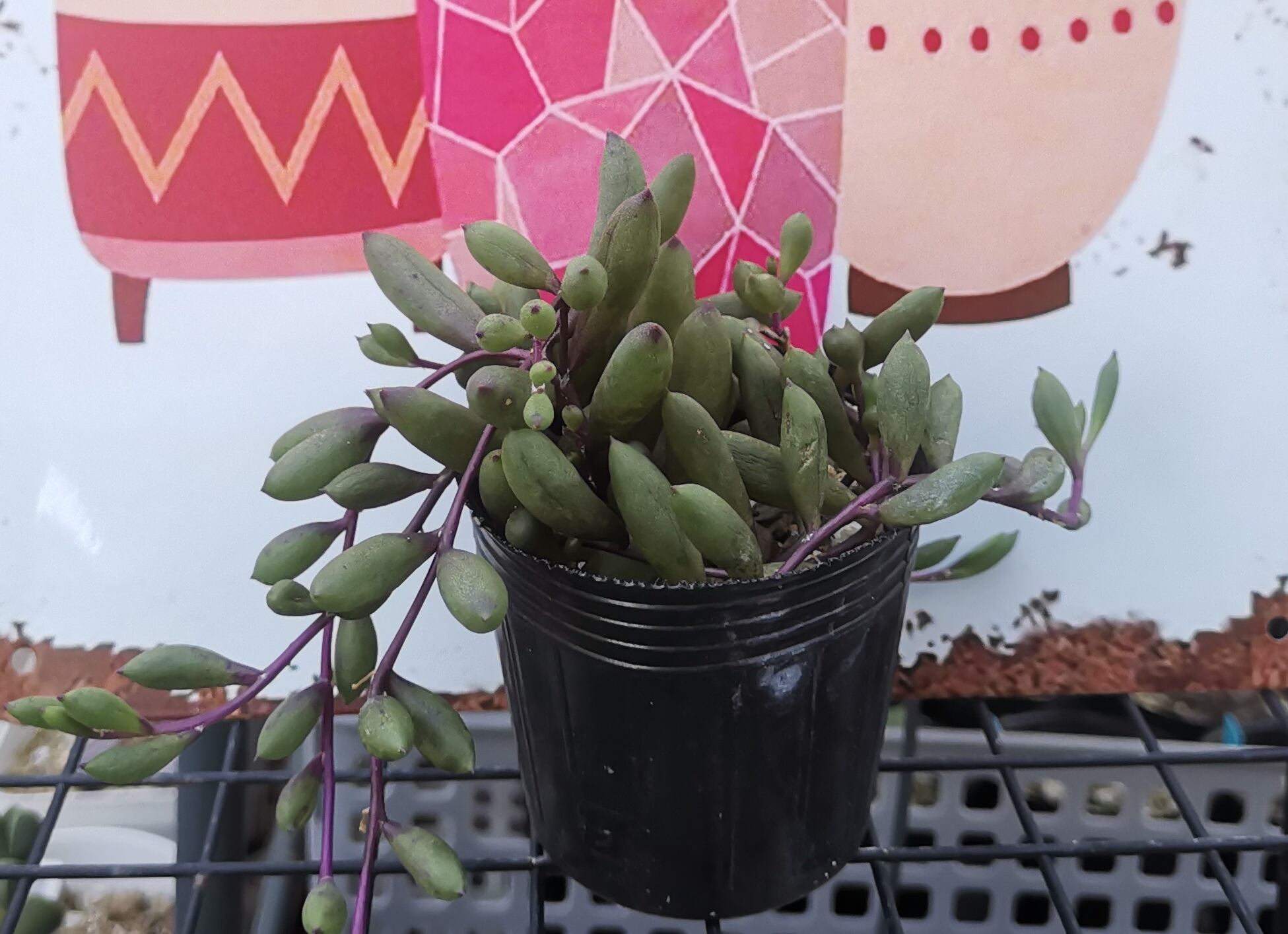 多肉植物 ルビーネックレス③ ぬきな 多肉植物 ルビーネックレス③ ぬきな