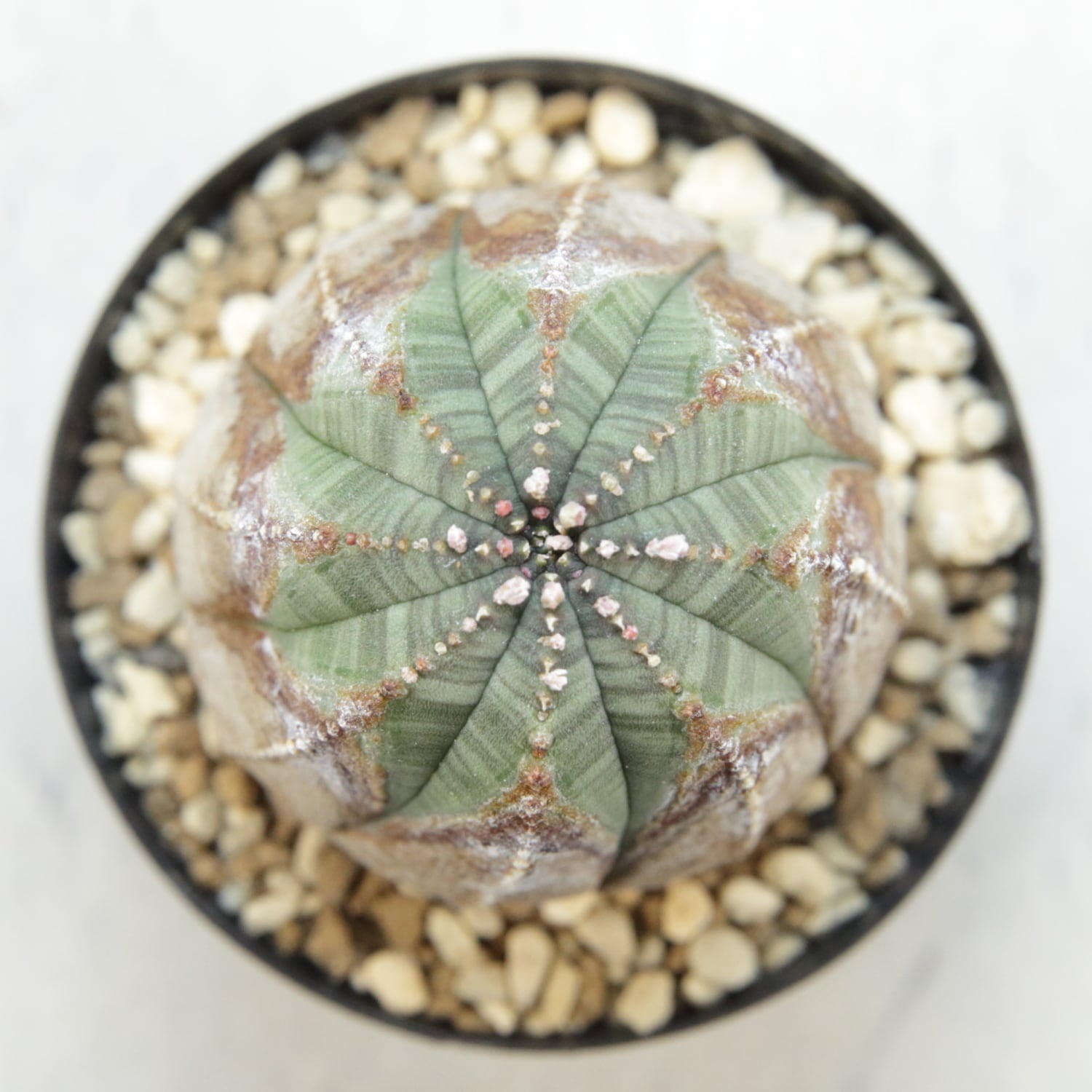 美模様 木質化 マイクロオベサ / ユーフォルビア | LIGHTHOUSE.PLANTS