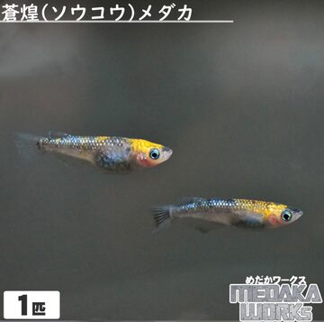 白斑(しろぶち)サファイアメダカ【1匹】めだか 成魚 観賞魚 淡水魚 