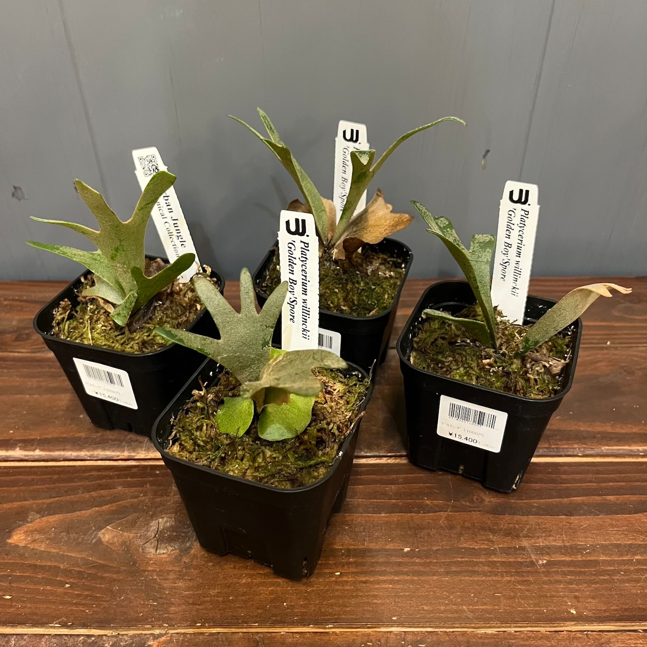 【秋の植え替えフェア対象】【セット】ビカクシダ　ウィリンキー　ゴールデンボーイ